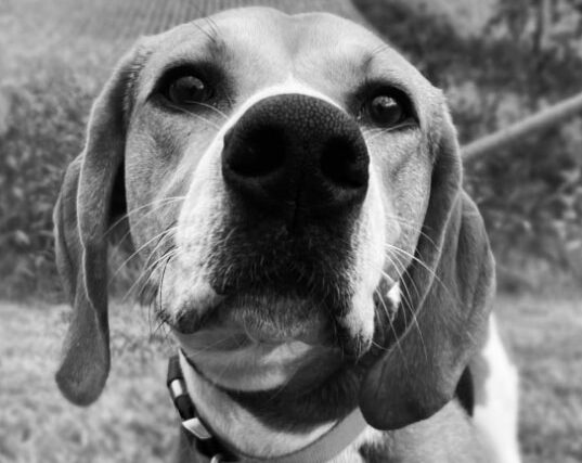 A close up black and white picture of a dog's face.