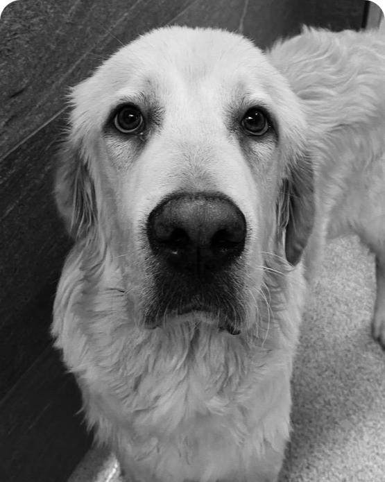 A black and white picture of a dog looking up at a camera.