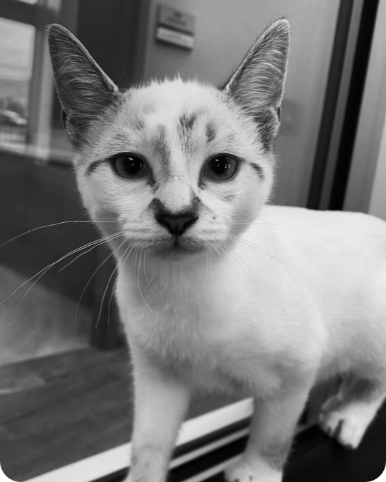 A black and white picture of a cat.