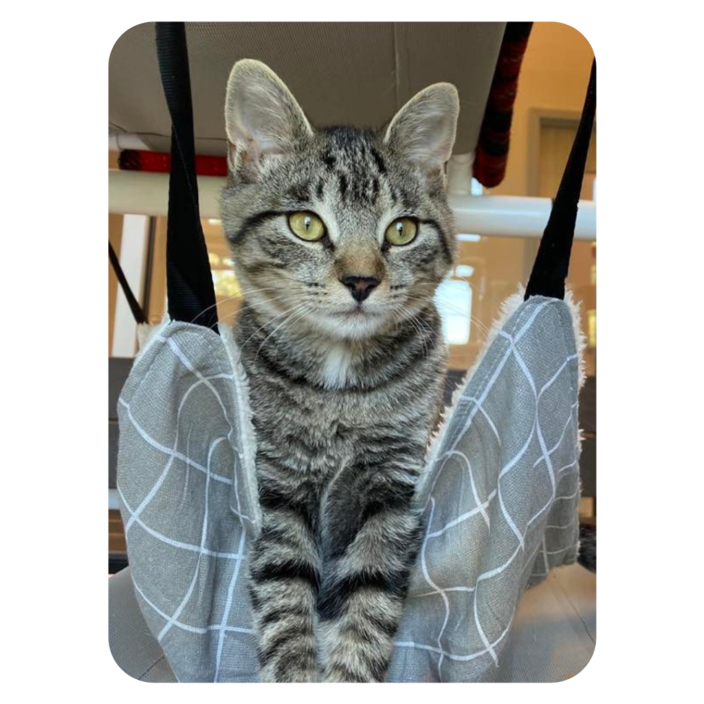 A picture of a gray cat.