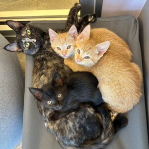 Picture of four cats.